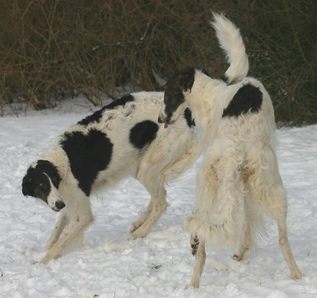 Galka%20u%20Faij%20Spiel.jpg